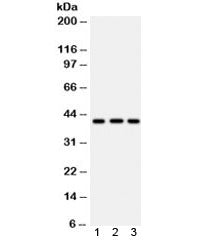 HLA-A Antibody