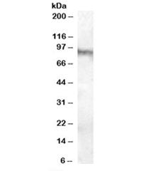 Neuroligin 3 Antibody