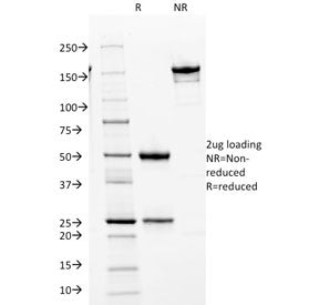 SDS-PAGE analysis of purified, BSA-free CDK2 antibody (clone AN4.3) as confirmation of integrity and