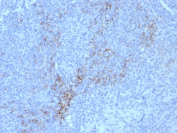 IHC staining of FFPE human lymph node tissue with CD10 antibody (clone rMME/8584). HIER: boil tissue