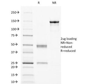 CD32 Antibody / FCGR2A