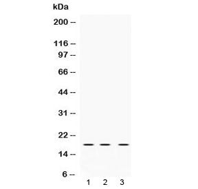 LMO1 Antibody