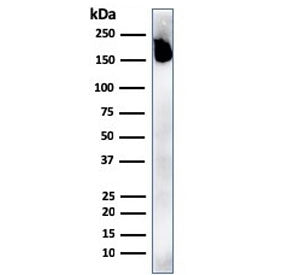 CD45RA Antibody (Leukocyte marker)