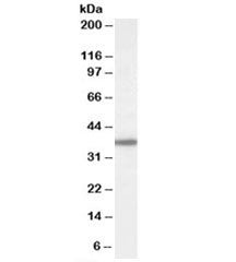 BPNT1 Antibody
