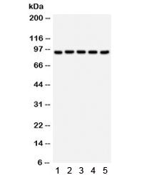 Villin Antibody