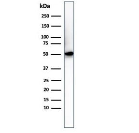 His Tag Antibody / Histidine