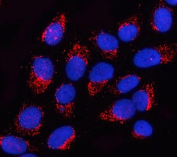 OGDHL Antibody / 2-Oxoglutarate dehydrogenase-like