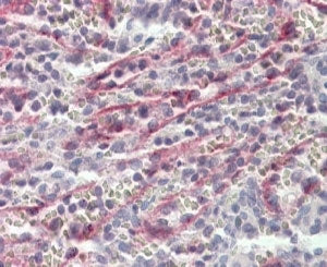 Stabilin 1 Antibody