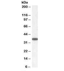Western blot testing of human cerebellum lysate with PPP2CA/B antibody at 0.05ug/ml. Predicted molec
