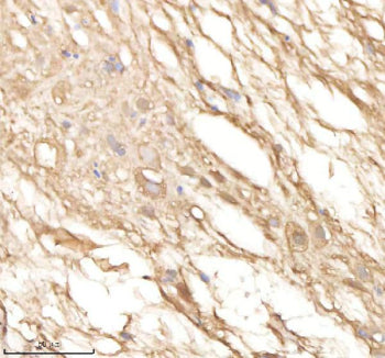 IHC staining of FFPE zebrafish spinal tissue with Psma5 antibody, HRP-labeled secondary and DAB subs