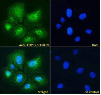 ICC/IF testing of fixed and permeabilized human U-2OS cells with FOXP3 antibody (green) at 10ug/ml a
