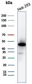 CKB Antibody / Creatine kinase B