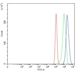 TDG Antibody / Thymine-DNA glycosylase