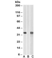 Western blot of HEK293 transfected with human CRISP2-MYC tested with CRISP2 antibody (0.1ug/ml) in L
