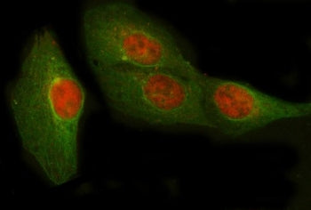 POLR2D Antibody / RNA polymerase II subunit RPB4