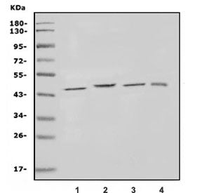 Western blot testing of 1) rat brain, 2) mouse brain, 3) mouse kidney and 4) monkey kidney lysate wi