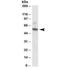 Peripherin Antibody