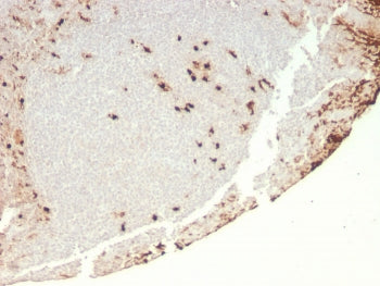 IHC staining of FFPE human tonsil with recombinant Granulocyte-Colony Stimulating Factor antibody (c