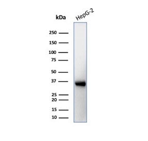 Western blot testing of human brain tissue lysate with AQP4 antibody (clone AQP4/3323). Observed mol