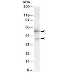 FSTL1 Antibody