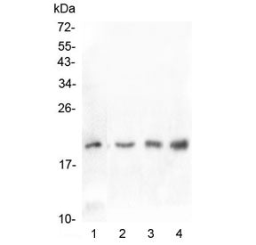 Western blot testing of 1) human U-87 MG, 2) rat testis, 3) mouse testis and 4) mouse SP20 lysate wi