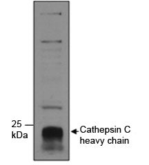 Cathepsin C Antibody
