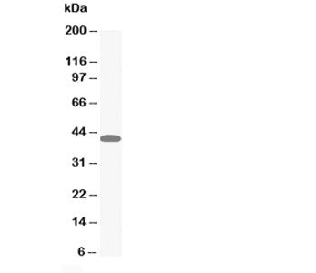 MAPK1/3 Antibody
