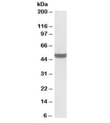Western blot testing of human liver lysate with PTCD2 antibody at 0.5ug/ml. Predicted molecular weig