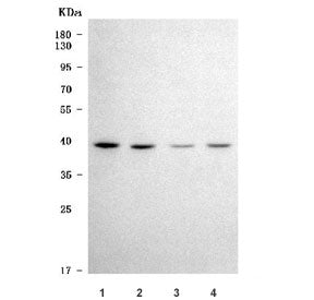 TRNAU1AP Antibody / tRNA selenocysteine 1-associated protein 1 / SECp43