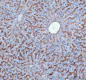 IHC staining of FFPE human mouse liver tissue with SLC10A1 antibody. HIER: boil tissue sections in p
