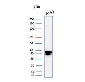 Western blot testing of human A549 cell lysate using ANXA1 antibody (clone rANXA1/9145). Predicted m