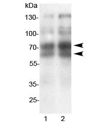 Western blot testing of 1) rat spleen and 2) mouse spleen lysate with L-Selectin antibody. Expected/