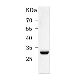ODF3 Antibody / Outer dense fiber protein 3 / SHIPPO 1