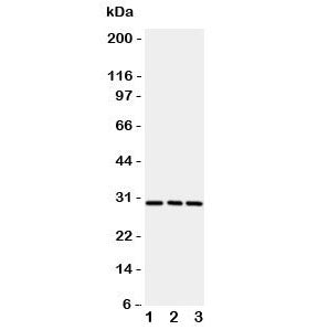 Western blot testing of CD134 / OX40 antibody and rat samples 1: brain; 2: liver; 3: kidney. Expecte