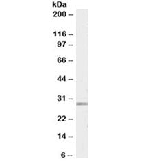 MMP7 Antibody