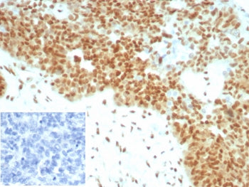 E2F4 Antibody