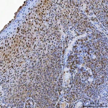 USP26 Antibody / Ubiquitin carboxyl-terminal hydrolase 26