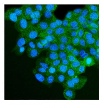 Immunofluorescent staining of FFPE human A431 cells with IGF2R antibody (green) and DAPI nuclear sta