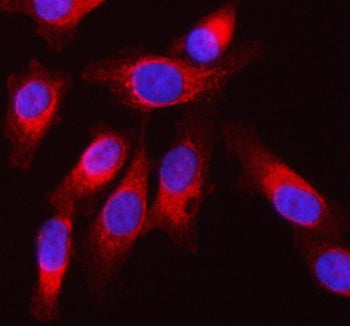 Immunofluorescent staining of SQRDL/SQOR using anti-SQOR antibody (red). SQRDL/SQOR was detected in 