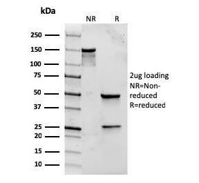 TLR2 Antibody