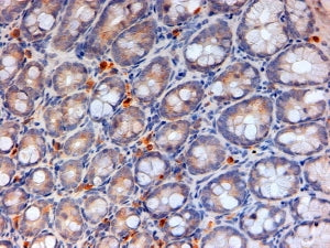 Apoa4 Antibody