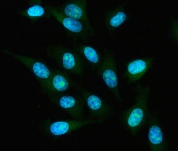 Immunofluorescent staining of FFPE human PC-3 cells with IAH1 antibody (green) and DAPI nuclear stai