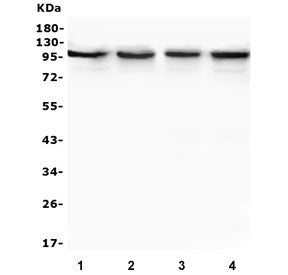 Western blot testing of human 1) MDA-MB-453, 2) Caco-2, 3) PC-3 and 4) HeLa lysate with TRPV3 antibo