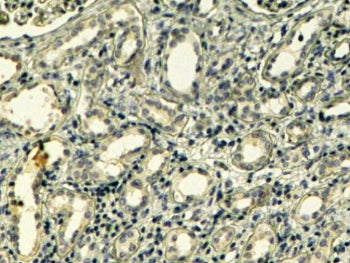 IHC testing of FFPE human kidney with Tensin antibody at 4ug/ml. HIER: steamed with pH9 Tris/EDTA bu
