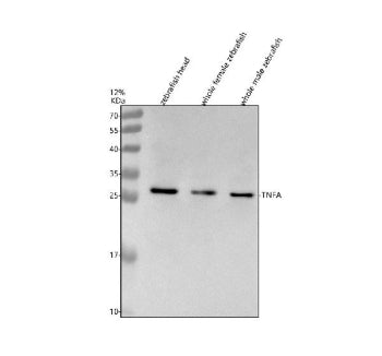 Western blot analysis of Tnfa protein using Zebrafish Tnfa antibody and 1) zebrafish head, 2) whole 