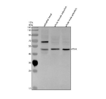 Western blot analysis of Etv4 protein using Zebrafish Etv4 antibody and 1) zebrafish head, 2) whole 