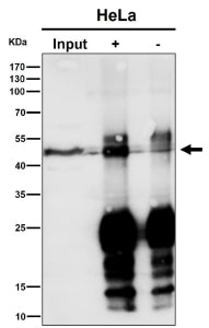 Immunoprecipitation analysis using the MAPKAPK3 antibody at 1:50 dilution. Western blot at 1:500 dil