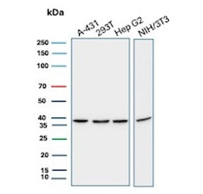 Western blot testing of human A431, 293T and HepG2 cell lysate and mouse NIH 3T3 cell lysate with PC