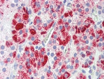 IHC testing of FFPE human adrenal cortex tissue with Clathrin Heavy Chain antibody at 3.8ug/ml. HIER