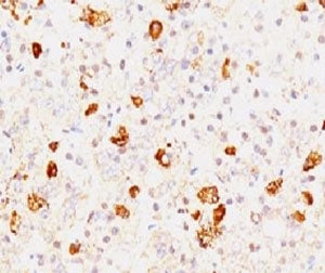 IHC testing of FFPE human pituitary and FSH-beta antibody (clone FLTPb-1 ). Staining of formalin-fix